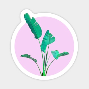 Banana Palm Tree Sticker